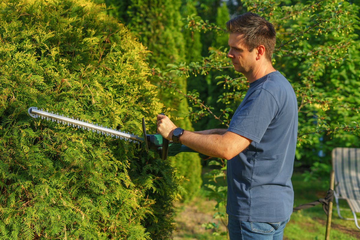 Taille de haie et entretien de jardin à Nice